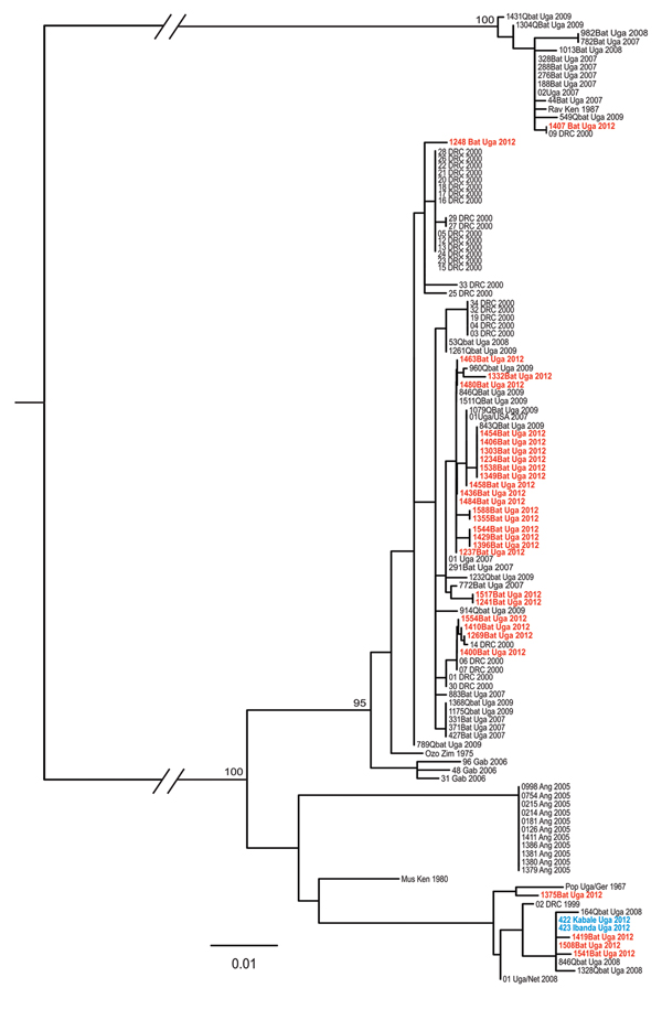 Phylogeny of concatenated marburgvirus nucleoprotein (NP) and viral protein 35 (VP35) gene fragments as determined by using the maximum-likelihood method. Sequences from the NP (289–372 nt) and VP35 (203–213 nt) genes were amplified and determined from viral RNA and then sequenced as described elsewhere (4). Sequence names shown in red font represent those generated from samples collected from bats during the November 2012 outbreak investigation at Kitaka Mine, Uganda. Sequence names in blue fon