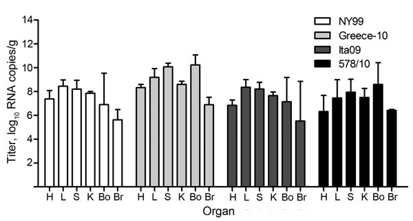 Viral RNA copy numbers in organs from 22 carrion crows euthanized because of illness after being experimentally infected with 1 of 4 different West Nile virus strains (n = 6, per group). Copy numbers are represented as log-transformed medians; error bars indicate range. The assay had a detection limit of 9 (1.0 log10) RNA copies/g of tissue. H, heart; L, liver; S, spleen; K, kidney; Bo, bone marrow; Br, brain.