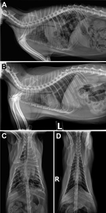 Thumbnail of Radiograph images of cat Y showing pulmonary lesions before and after antimycobacterial treatment for Mycobacterium bovis infection, Texas, USA, 2012. A) Pretreatment, right lateral thoracic radiograph showing severe coalescing interstitial to alveolar pulmonary infiltrates before treatment. B) Posttreatment, left lateral thoracic radiograph after 2 months of marbofloxacin, rifampin, and a macrolide for 2 months in cat Y and then another 3.5 months of rifampin and marbofloxacin alon