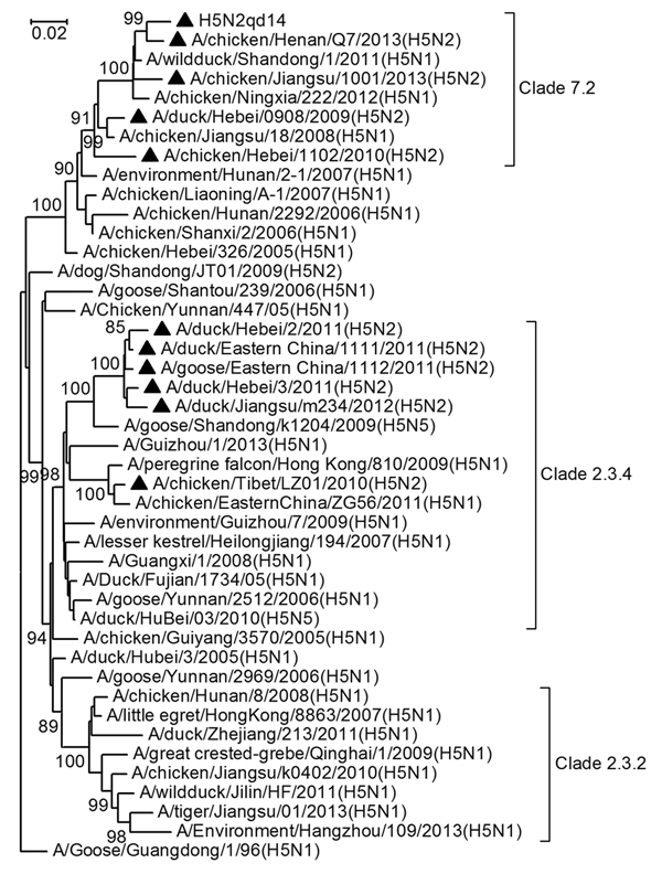 The phylogenetic relationships among some subtype H5 highly pathogenic influenza viruses based on their heamagluttinin sequences. The H5N2 subtype viruses identified in China in recent years are marked with black triangles. Bootstrap values are given at relevant nodes.