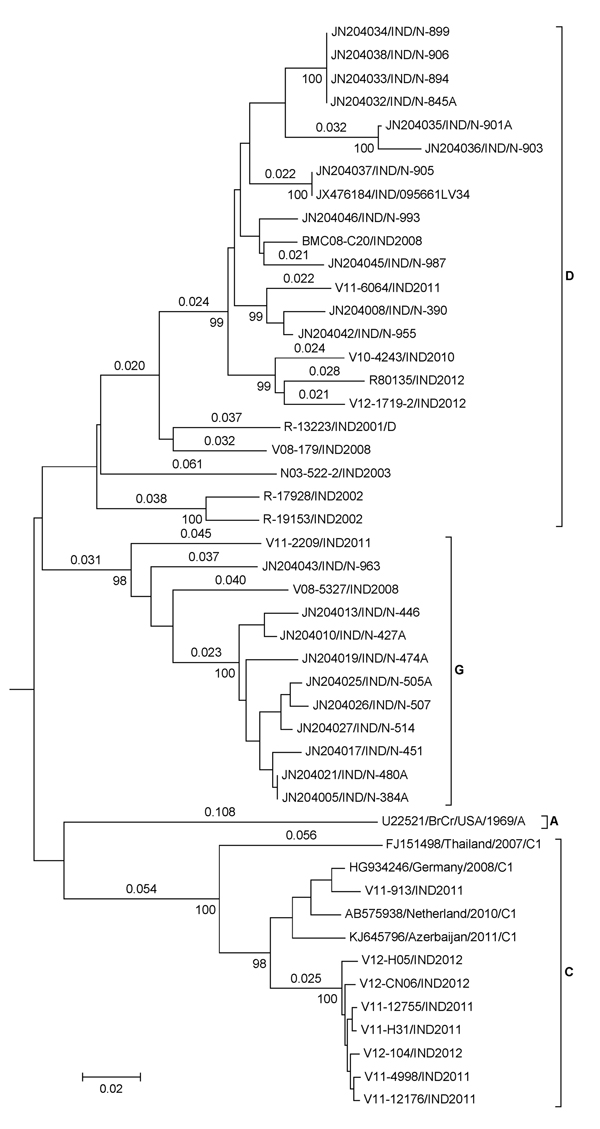Neighbor-joining tree of enterovirus (EV) A71 strains isolated in India. Partial viral protein (VP) 1 sequences (707 nt) were used for the analysis. Genetic distances calculated by Kimura 2-parameter method are shown above the branches, and bootstrap values (1,000 replicates) are shown below. India isolates clustered into 3 genogroups D and G and subgenogroup C1. VP1 sequence of CA16 was used as the outgroup (not shown). Scale bar indicates nucleotide substitutions per site.