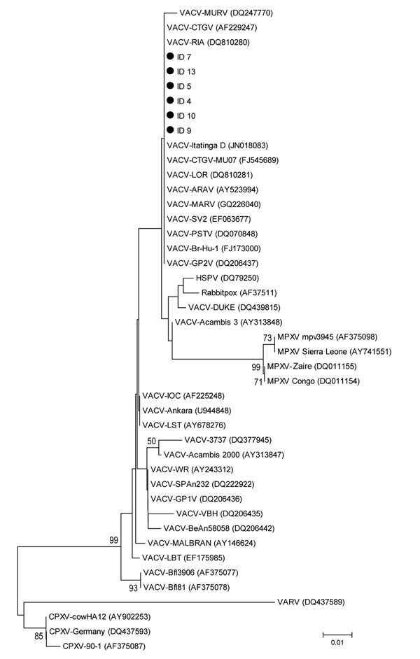 Phylogenetic tree of A56R genes of orthopoxviruses, São Paulo State, Brazil. Tree was constructed by using the neighbor-joining method, the Tamura-3 model of nucleotide substitutions, and 1,000 bootstrap replicates in MEGA 4.0 (http://www.megasoftware.net/mega4/mega.html). Black circles indicate group 1 vaccinia virus (VACV) isolates from this study. Numbers along branches are bootstrap values.  ID 5 (KJ741390.1), ID 7 (KJ741391.1), and ID 13 (KJ741392.1) are from opossum (Didelphis albiventris)