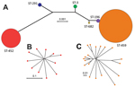 Thumbnail of Inferred genetic relationships of invasive serotype IV group B Streptococcus (GBS), Toronto, Ontario, Canada. A) Neighbor-joining phylogenetic tree constructed by using the concatenated sequences of the 7 gene loci (sdhA, adhP, tkt, glcK, atr, pheS, and glnA) used in the multilocus sequence typing (MLST) scheme for GBS. Each circle represents a single MLST sequence type (ST); circle colors differentiate the 6 STs found among strains in our collection and their sizes are proportional