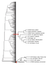 Thumbnail of Phylogenetic tree of Burkholderia pseudomallei and B. thailandensis strains from Gabon, 2012–2013. Phylogenetic analysis by multilocus sequence typing amplification (MLST) of isolate Gb100 (from 62-year-old patient who died of melioidosis), B. pseudomallei soil isolate C2 (sample collected at site C), and B. thailandensis soil isolate D50 (sample collected at site D), together with sequence types representing all B. pseudomallei and B. thailandensis isolate accessible in the MLST da
