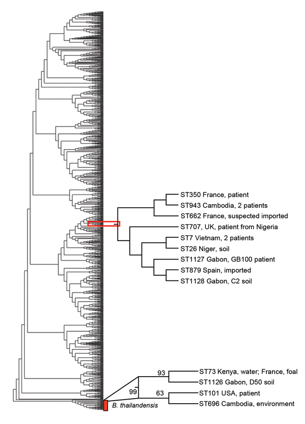 Phylogenetic tree of Burkholderia pseudomallei and B. thailandensis strains from Gabon, 2012–2013. Phylogenetic analysis by multilocus sequence typing amplification (MLST) of isolate Gb100 (from 62-year-old patient who died of melioidosis), B. pseudomallei soil isolate C2 (sample collected at site C), and B. thailandensis soil isolate D50 (sample collected at site D), together with sequence types representing all B. pseudomallei and B. thailandensis isolate accessible in the MLST database. Phylo