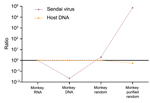 Thumbnail of Changes in virus-to-host nucleic acid signal-to-noise ratio during development of tissue-based universal virus detection for viral metagenomics (TUViD-VM) protocol. Next-generation sequencing results for virus-infected marmoset tissue comparatively sequenced were obtained by using 4 approaches: standard RNA library preparation (Monkey RNA), standard DNA library preparation (Monkey DNA), DNA library from random-amplified marmoset tissue (Monkey random), and DNA library from random-am