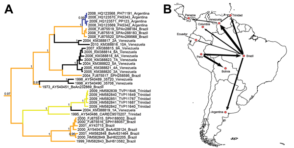 A) Bayesian maximum clade credibility (MCC) tree for YFV in the Americas based on 654 nt of the prM/E fragment. Taxon labels include year of isolation, GenBank accession number, strain designation, and country of isolation. Terminal branches of the tree are colored according to the sampled location of the taxon at the tip. Internal branches are colored according to the most probable (modal) location of their parental nodes. Nodes with posterior probabilities (clade credibilities) &gt;0.95 are la
