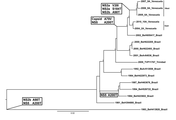 Midpoint rooted Bayesian Markov chain Monte Carlo phylogeny based on yellow fever virus (YFV) complete open reading frame sequences. Numbers at nodes indicate posterior probabilities &gt;0.9. Eastern and western Venezuelan sequences are indicated. Substitutions resulting from nonsynonymous, synapomorphic mutations that define sequences in a clade/lineage are highlighted at relevant nodes. Two substitutions (NS2b A98T and NS5 A200T) occurred in earlier isolates from Brazil. The capsid A79V and NS