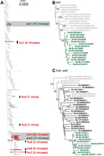 Thumbnail of Phylogenetic relationships of influenza A H1N1pdm viruses isolated from human and swine during 2009–2012 in Sri Lanka. (A) Maximum likelihood tree generated from a concatenated dataset of 8 gene segment sequences from 1,057 human and 82 swine H1N1pdm viruses isolated globally during 2009–2012, and 35 human and 26 swine H1N1pdm viruses isolated in Sri Lanka in 2009–2012. Red and green branches represent human (hu) and swine (sw) viruses isolated in Sri Lanka, respectively; gray