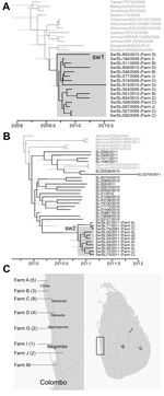Thumbnail of Phylogeny and divergence times of the concatenated whole genome of 2 swine pandemic influenza A(H1N1) (H1N1pdm) virus clusters (sw 1 and 2) detected in Sri Lanka (a,b) and distribution of swine farms yielding H1N1pdm virus isolates during 2009-2013. Gray branches represent global H1N1pdm viruses and black branches represent human and swine H1N1pdm viruses isolated in this study (a, b). Farm of origin is provided from all swine isolates. Gray bars on the tree nodes represent 95% high