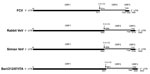 Thumbnail of Genome organization of vesiviruses (VeVs). The genomic organization and open reading frame (ORF) usage are shown for representative viruses in the main VeV genetic groups: feline calicivirus (FCV) strain F9 (GenBank accession no. M86379), rabbit VeV (GenBank accession no. AJ866991), simian VeV strain Pan1 (GenBank accession no. AF091736), and canine VeV Bari/212/07/ITA. Numbers above and below the genome bar indicate the nucleotide (nt) position of the ORF initiation and termination