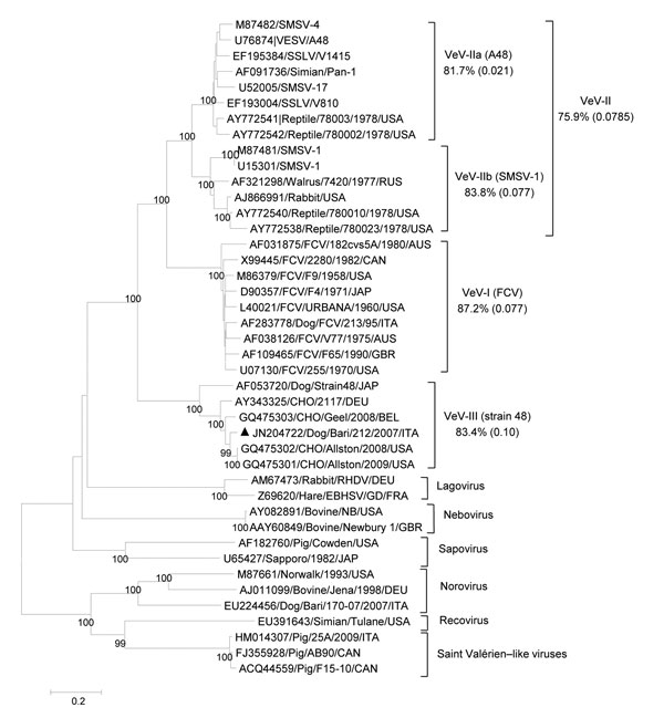 Phylogenetic tree based on the complete amino acid sequence of the capsid protein of vesiviruses (VeVs). The tree was constructed by using a selection of feline calicivirus strains and all of the VeV strains available in the GenBank database. In addition, viruses representative of the other established and candidate calicivirus genera were included. VeV groups were defined on the basis of distance matrix comparison and phylogenetic clustering. The mean identity among strains of the main genetic 