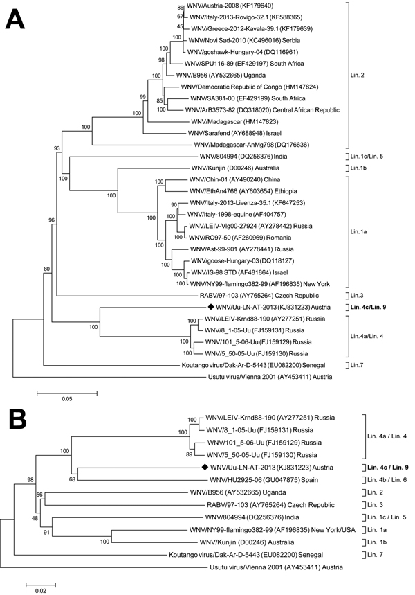 Phylogenetic positioning of WNV-Uu-LN-AT-2013, a West Nile virus (WNV) strain newly identified in Austria, within the species West Nile virus. A) Phylogenetic position as determined on the basis of the full-length polyprotein-coding nucleotide sequences. B) Phylogenetic position as determined on the basis of 1,813-nt fragments of NS5, which enabled inclusion of the proposed lineage 6 virus. The evolutionary history was inferred by using the neighbor-joining method of MEGA5 (8) with 1,000-fold bo
