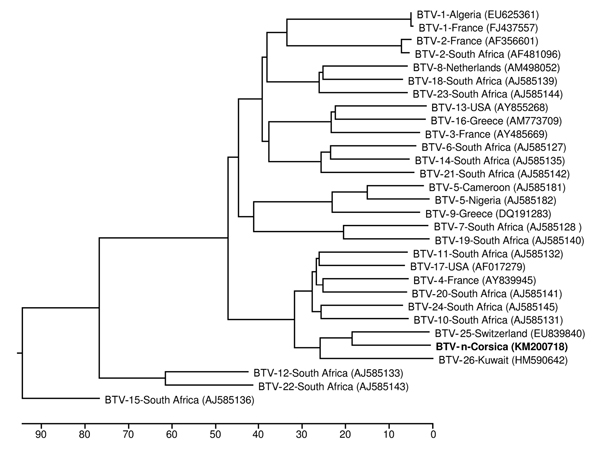 Phylogenetic tree of segment 2, showing relationships between BTV-n (boldface) and other BTV strains available in GenBank (accession nos. are shown in parentheses). Scale bar represents the percentage of nucleotide substitutions. BTV, bluetongue virus.