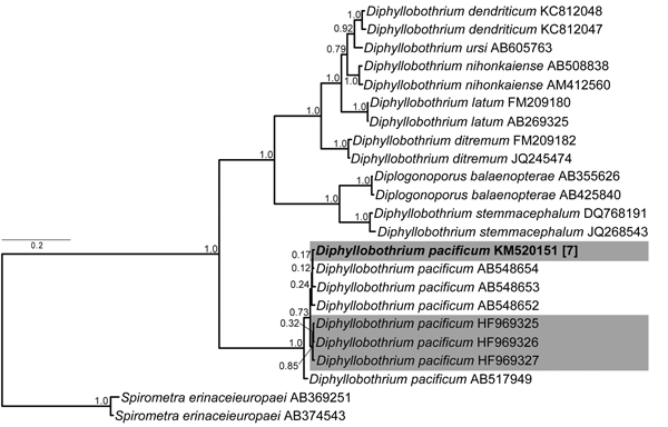Bayesian inference phylogenetic analysis of selected human diphyllobothrideans based on cox1 gene analyzed as 3 independent data parts according to the nucleotide coding positions by using (GTR+G)(HKY)(GTR+G) evolutionary model setup in MrBayes (mrbayes.sourceforge.net). Topologies sampled every 1,000th generation over 4 runs and 20,000,000 generations, burn-in 25%. Diphyllobothrium pacificum identified in Spain marked in gray; new sequence is in bold type. Scale bar indicates nucleotide substit