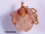 Thumbnail of Amblyomma sp. nymphal tick removed from the nostril of a woman who visited Lopé National Park in Gabon (Africa), 2014. Scale bar represents 1 mm.