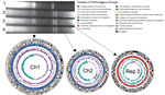 Thumbnail of Pulsed-field gel electrophoresis of intact genomic DNA of Vibrio cholerae isolates and circular representation of the genome of V. cholerae O1 El Tor TSY216, consisting of 3 chromosomes. The preparation of genomic DNA embedded in agarose gels and the protocol for pulsed-field gel electrophoresis have been described previously (5). Arrows indicate DNA bands that correspond to the chromosomes. Lanes: 1, N16961 reference strain carrying Ch1 (2.96 Mb) and Ch2 (1.07 Mb) (2); 2, TSY216; 3