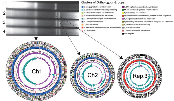 Pulsed-field gel electrophoresis of intact genomic DNA of Vibrio cholerae isolates and circular representation of the genome of V. cholerae O1 El Tor TSY216, consisting of 3 chromosomes. The preparation of genomic DNA embedded in agarose gels and the protocol for pulsed-field gel electrophoresis have been described previously (5). Arrows indicate DNA bands that correspond to the chromosomes. Lanes: 1, N16961 reference strain carrying Ch1 (2.96 Mb) and Ch2 (1.07 Mb) (2); 2, TSY216; 3, TSY241; 4, 