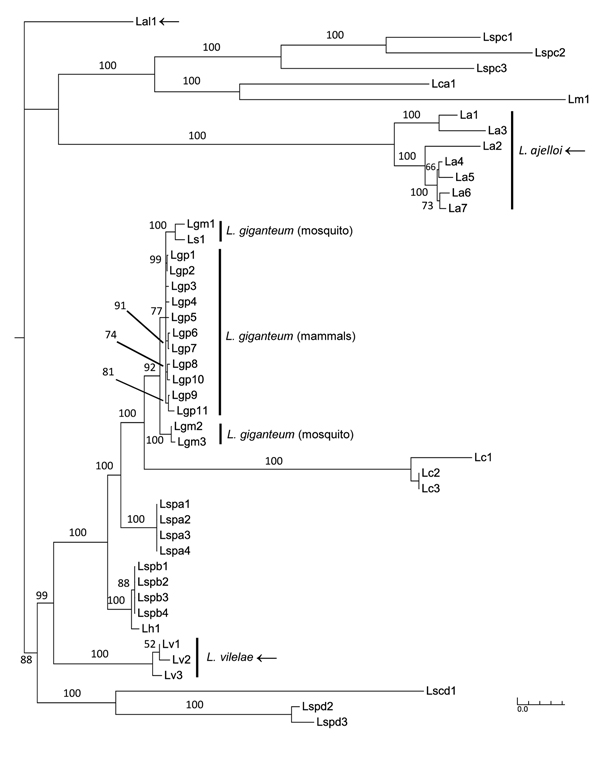 The Bayesian tree was constructed by concatenated aligned of Lagenidium spp. DNA sequences as in Figure 1 without outgroup to highlight the position of L. giganteum in the tree. L. giganteum from mammals (Lgp 1–11), L. giganteum mosquito control (Lgm 1–3 and Ls1 = HQ395647), and the novel species L. ajelloi = La, L. albertoi = Lal, and L. vilelae = Lv were placed in 4 strongly supported clades (arrows). Scale bar indicates nucleotide substitutions per site.