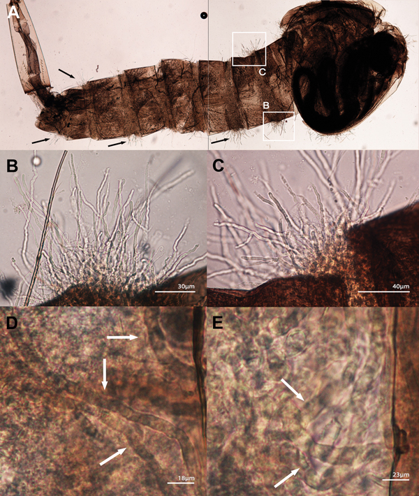 Lagenidium giganteum from mammal experimental infection using Culex pipiens mosquito larvae. A) Composite of 2 photographs showing an instar 3 C. pipiens larvae infected with 1 of the 5 tested strains of L. giganteum recovered from dogs with lagenidiosis (MTLA01, type strain). Note the mycelioid structures emerging from the infected larvae (black arrows). B, C) Enlargements of the 2 white boxes in (A) showing details of the mycelioid structures emerging between the segments of the larvae. D, E) 