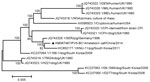 Thumbnail of Maximum-likelihood phylogenetic tree based on the complete genome sequences of parainfluenza virus 5 (PIV5). The black triangle indicates isolate PIV5-BC14 (Baicheng City 2014). Scale bar indicates nucleotide substitutions per site.