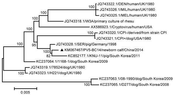 Maximum-likelihood phylogenetic tree based on the complete genome sequences of parainfluenza virus 5 (PIV5). The black triangle indicates isolate PIV5-BC14 (Baicheng City 2014). Scale bar indicates nucleotide substitutions per site.