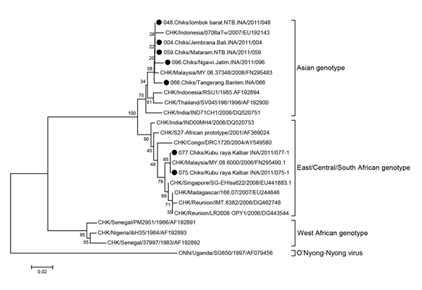 Cladogram of chikungunya virus, Asian and East/Central/South African genotypes, from chikungunya fever outbreaks in 6 districts in Indonesia, April–October 2011. Black dots indicate samples from patients. Scale bar indicates nucleotide substitutions per site. CHK, chikungunya; Chiks, chikungunya.