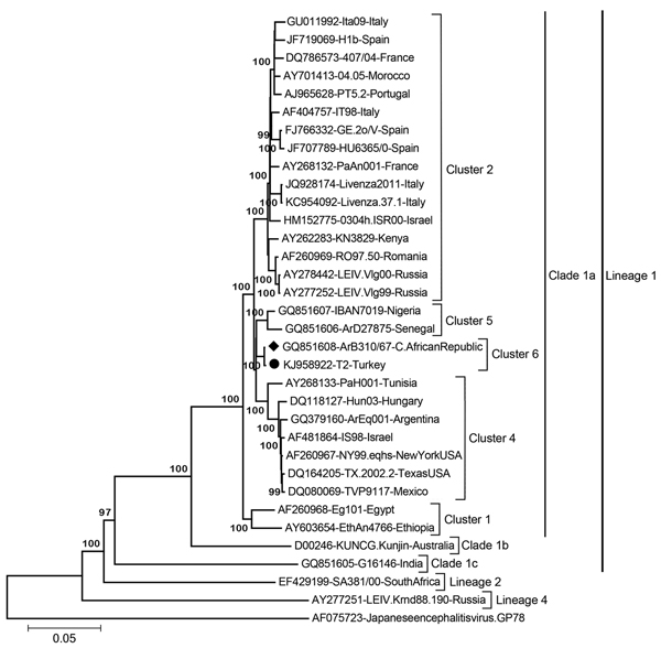 Neighbor-joining phylogenetic tree constructed on the basis of the complete genomic nucleotide sequences of selected West Nile virus (WNV) strains, including isolate T2 from Turkey (black dot) and the closely related strain ArB310/67 from the Central African Republic (black diamond). Major WNV lineages, clades, and clusters are indicated, except for the local cluster 3 (12). Bootstrap values of major branches are given for 1,000 replicates. Virus strains are described by GenBank accession number