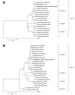 Thumbnail of Phylogenetic trees of A) a 1,479-nt fragment of the complete envelope glycoprotein gene and B) a 220-nt fragment of the partial envelope glycoprotein gene of dengue virus. Phylogeny was based on a neighbor-joining tree with p-distance and 1,000 bootstrap replicates. Bootstrap values &gt;75 are indicated along the branches. The strain isolated in this study from a 71-year-old man who returned from West Africa to Germany is indicated in bold. Scale bars indicate percentage of nucleoti