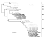 Thumbnail of Maximum-likelihood phylogenetic tree of hepatitis delta virus (HDV) genotypes 1 and 2 from Vietnam. A 472-nt fragment (corresponding to nucleotides 802–1,273 from HDV isolate C15; Genbank accession no. KF660600) was used to construct the phylogram. HDV genotyping was done by using amplification and bidirectional sequencing of the R0 region as described by Le Gal et al. (2). Bootstrap resampling was done for 1,000 replicates of the dataset using the neighbor-joining algorithm; values