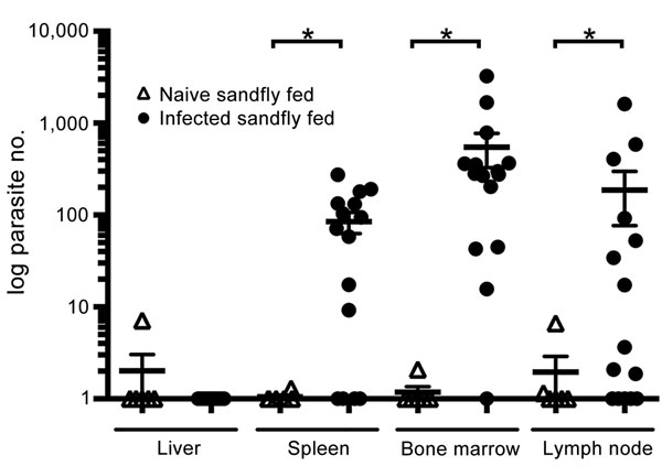 Visceralization of Leishmania infantum from US foxhounds, transmitted by sandflies into hamsters. Leishmania spp.–specific quantitative PCR was performed, and parasite load was calculated from a standard curve. Horizontal bars indicate mean values for 3 experiments run in duplicate. Statistical significance was determined by 1-way analysis of variance with Bonferroni posttest between 6 naive and 15 infected groups, by tissue type. Error bars indicate ± SEM. *p&lt;0.05.