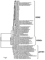 Thumbnail of Phylogenetic analysis of the matrix (M) gene sequences obtained from nasopharyngeal swab samples from patients who had received a diagnosis of influenza in Connecticut, USA, during the 2012–13 influenza season (see Table 1). Analysis was performed by using the neighbor-joining module in MEGA (29) with the Kimura 2-parameter method. The reference subtypes were fetched from the Influenza Research Database (http://www.fludb.org) and used to construct the tree. Bootstrap values &gt;70% 