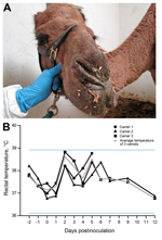 Thumbnail of Clinical signs in dromedary camels inoculated with Middle East respiratory syndrome coronavirus (MERS-CoV). A) Nasal discharge observed in camel 3; each of 3 inoculated camels had nasal discharge during the first 2 weeks of the experiment. B) Rectal temperatures are indicated for each camel by lines with geometric shapes. Horizontal lines indicate the normal temperature range observed among these dromedary camels as calculated by mean ± 3×, the before inoculation.