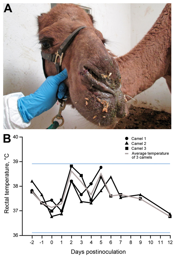 Clinical signs in dromedary camels inoculated with Middle East respiratory syndrome coronavirus (MERS-CoV). A) Nasal discharge observed in camel 3; each of 3 inoculated camels had nasal discharge during the first 2 weeks of the experiment. B) Rectal temperatures are indicated for each camel by lines with geometric shapes. Horizontal lines indicate the normal temperature range observed among these dromedary camels as calculated by mean ± 3×, the before inoculation.