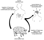 Thumbnail of The lifecycle of the Taenia solium cestode parasite.