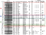 Thumbnail of Characteristics of 50 Salmonella enterica serotype Typhi isolates. The dendrogram was generated by using BioNumerics version 6.6 software (Applied Maths, Sint-Martens-Latem, Belgium) and shows results of cluster analysis on the basis of XbaI–pulsed-field gel electrophoresis (PFGE) fingerprinting. Similarity analysis was performed by using the Dice coefficient, and clustering analysis was performed by using UPGMA. CRISPR1, clustered regularly interspaced short palindromic repeats 1; 