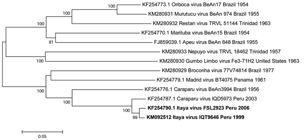 Neighbor-joining phylogenetic tree of group C orthobunyaviruses constructed by using MEGA5 (23) on the basis of the large (L) gene segments of published virus sequences and Itaya virus strains isolated in Peru in 1999 and 2006 (boldface). The Itaya strain segments show a close relationship to Caraparu virus. Virus strains are labeled by code designation. Numbers indicate bootstrap values for the clades to the right. Bootstrap values were obtained based on 1,000 replicates. Scale bar indicates nu