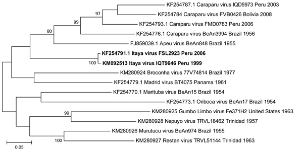 Neighbor-joining phylogenetic tree of group C orthobunyaviruses constructed by using MEGA5 (23) on the basis of the large gene segments of published virus sequences and Itaya virus strains isolated in Peru in 1999 and 2006 (boldface). The Itaya strain segments show a more distant relationship to Caraparu virus than for the small and large segments, indicating that Itaya virus is a novel reassortant strain. Virus strains are labeled by code designation. Numbers indicate bootstrap values for the c