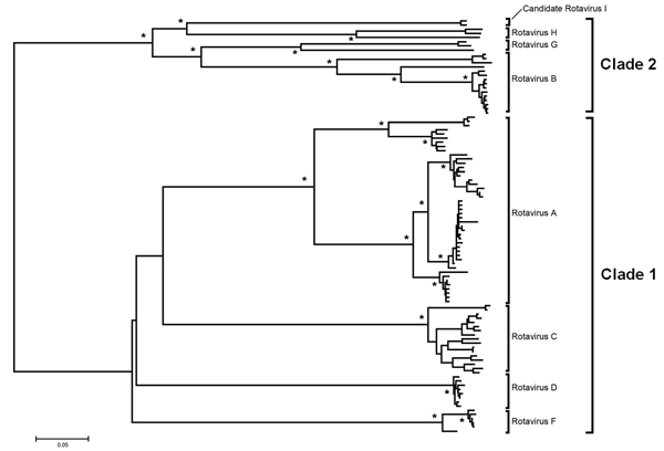 Protein sequence–based phylogenetic tree of the rotavirus viral protein 6 gene obtained by the neighbor-joining algorithm. Asterisks indicate &gt;90% bootstrap values. The 2 canine rotavirus strains from Hungary that belong to the proposed novel Rotavirus I cluster with rotavirus H, G, and B within a major clade referred to as clade 2. Rotavirus A, C, D, and F strains belong to clade 1 (6). Scale bar indicates nucleotide substitutions per site.