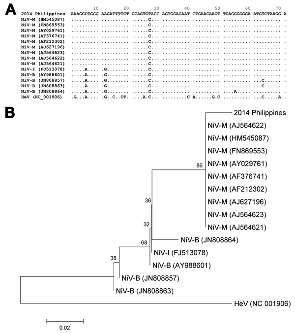 Alignment (A) and phylogenetic relationship (B) of partial phosphoprotein gene sequences (71 mer) of henipaviruses, including the fragment obtained by next-generation sequencing from a patient in Philippines (2014 Philippines). The alignment was conducted by using the MUSCLE program  (http://www.ebi.ac.uk/Tools/msa/muscle/), and the phylogenetic tree from these data was constructed by using the neighbor-joining method. The optimal tree with sum of branch length equal to 0.23440320 is shown. The 