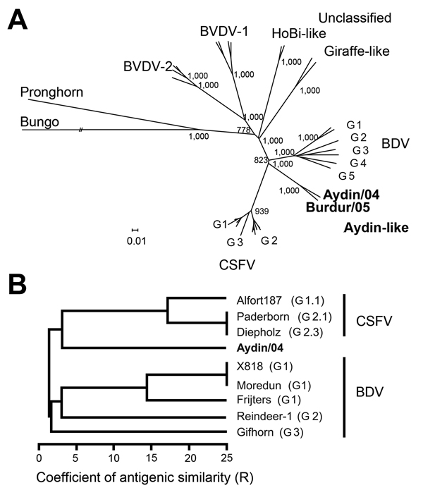 Phylogenetic and antigenic tree displaying relatedness of pestiviruses Aydin/04 and Burdur/05 to other Pestivirus species. A) For phylogenetic analysis, deduced polyprotein sequences from GenBank were used (CSFV: J04358, GU233734, JX218094, AY568569, GQ902941, KJ619377, AY382481, AF326963, X87939, AF099102, AY578687, AY646427; BDV: AF037405, U70263, KC963426, AF144618, GQ902940, KF918753, GU270877; BVDV-1: EF101530, AF220247, M96751, AF091605; BVDV-2: AB567658, GQ888686, AF502399, U18059; HoBi-l