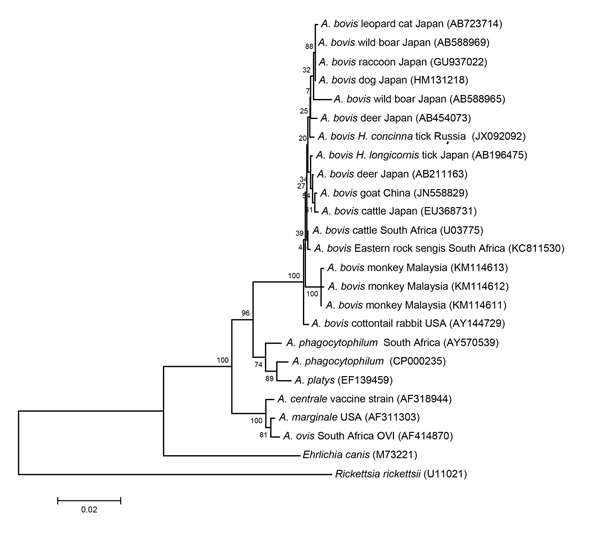 Phylogenetic relationships among various Anaplasma species, based on partial sequences of the 16S rRNA gene (1,263 bp). The dendrogram was constructed by using the neighbor-joining method in MEGA6 software (10) with the maximum composite likelihood substitution model and bootstrapping with 1,000 replicates. Rickettsia rickettsii (U11021) was used as an outgroup. Numbers in brackets are GenBank accession numbers. Representative Malaysian A. bovis sequences were deposited into the GenBank database