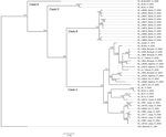 Thumbnail of Phylogenetic analysis of Lassa virus (LASV) isolates from Sierra Leone based on partial polymerase (L) gene sequences. The homologous L fragments of 373 nt were aligned. The isolate Z-158, which originated from Macenta district in Guinea, was used as outgroup based on the previous phylogenetic analyses to root the tree. The 50% majority rule consensus tree was estimated by using Bayesian Inference method implemented in MrBayes software (32) using the Tamura 3-parameter substitution 