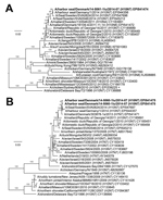 Thumbnail of Phylogenetic trees of selected avian influenza A virus sequences. Boldface indicates sequences identified from harbor seals in Denmark during 2014. A) H10 avian influenza A virus sequences. The asterisk denotes the H10N7 subtype that also caused disease in humans (9). B) N7 avian influenza A virus sequences. Sequences were aligned with CLC Main Workbench version 7.02 (CLC bio, Aarhus, Denmark) by using the MUSCLE algorithm, and phylogenetic trees were constructed by using the neighb