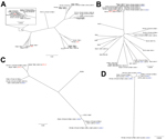 Thumbnail of Distribution of antimicrobial drug resistance genotypes of KPC and NDM-1 genes in related Enterobacteriaceae strains and plasmids in Pakistan and the United States. Phylogenetic trees have been annotated with the specific β-lactamases encoded by those isolates. Klebsiella pneumoniae carbapenemase carriage is indicated by bold text, and New Delhi metallo-β-lactamase-1 carriage is indicated by bold, underlined text. A) Escherichia coli; B) Klebsiella pneumoniae; C) Enterobacter cloaca