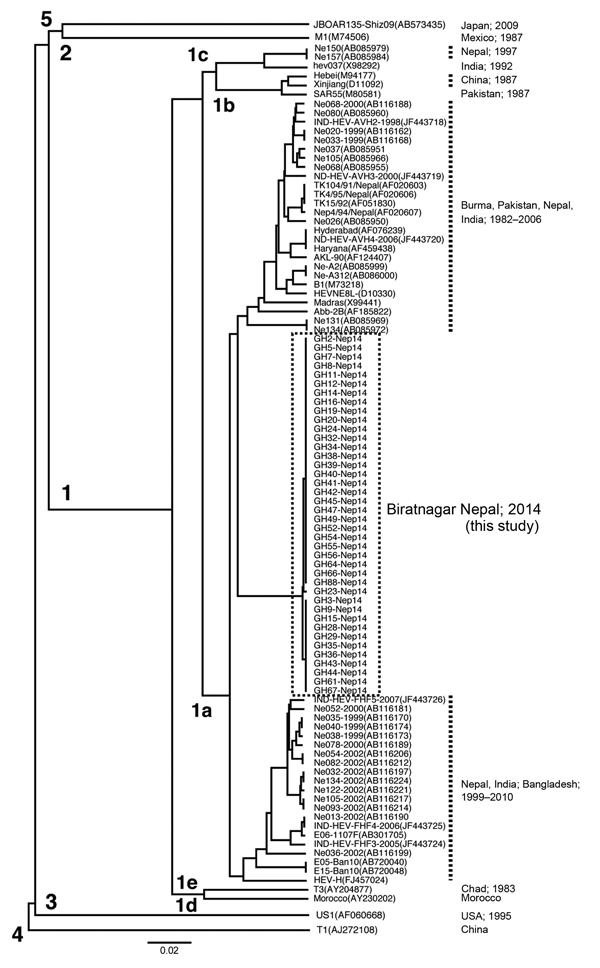 Phylogenetic analysis (UPGMA) of hepatitis E virus (HEV) sequences from the epidemic in Biratnagar, Nepal, 2014, on the basis of 412 nt within open reading frame 2 (DDBJ/EMBL/GenBank accession nos. AB98608–AB986107). All 40 HEV isolates from epidemic in Biratnagar segregated into a single, new cluster within genotype 1a. Values along branches indicate genotypes. Scale bar indicates nucleotide substitutions per site.