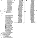 Thumbnail of Phylogenetic analyses of A/Shanghai/Mix1/2014(H7N9) and A/Shanghai/Mix1/2014(H1N1) viruses from Shanghai, China, January 2014. A) Hemagglutinin and B) neuraminidase of A/Shanghai/Mix1/2014(H7N9); C) hemagglutinin and D) neuraminidase of A/Shanghai/Mix1/2014(H1N1). Multiple alignments were constructed by using the ClustalW (http://www.clustal.org/) algorithm based on the sequences of the hemagglutinin and neuraminidase genes. Genetic distances were calculated by using the Kimura 2-pa