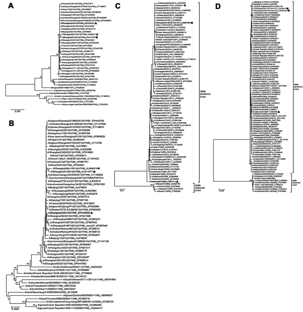 Phylogenetic analyses of A/Shanghai/Mix1/2014(H7N9) and A/Shanghai/Mix1/2014(H1N1) viruses from Shanghai, China, January 2014. A) Hemagglutinin and B) neuraminidase of A/Shanghai/Mix1/2014(H7N9); C) hemagglutinin and D) neuraminidase of A/Shanghai/Mix1/2014(H1N1). Multiple alignments were constructed by using the ClustalW (http://www.clustal.org/) algorithm based on the sequences of the hemagglutinin and neuraminidase genes. Genetic distances were calculated by using the Kimura 2-parameter metho