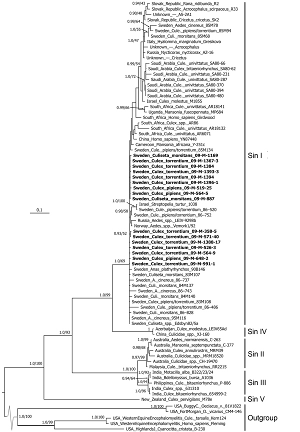 Consensus tree of the partial E2 envelope glycoprotein gene for Sindbis virus constructed by using MrBayes (http://mrbayes.sourceforge.net/). The phylogram includes 16 Sindbis virus strains isolated from mosquitoes collected in central Sweden during July 13–September 13, 2009, against a background of all Sindbis virus strains previously sequenced in the same region. The tree shows that all new strains are of the Sindbis-I virus genotype. Boldface indicates strains isolated during this study. Lab
