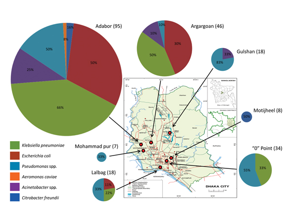 Diversity of New-Delhi metallo-β-lactamase variant 1–encoding species and the number found in 58 locations in 7 regions (red circles on map) of Dhaka, Bangladesh, October 2012. Individual sampling sites were within 2 km of each sampling region, and the number of sites varied from 6 to 10 per region. Pie charts indicate the proportions of different blaNDM-1–positive bacteria isolated in each region; colors indicate specific species. The diameter of each pie chart is directly proportional to the n